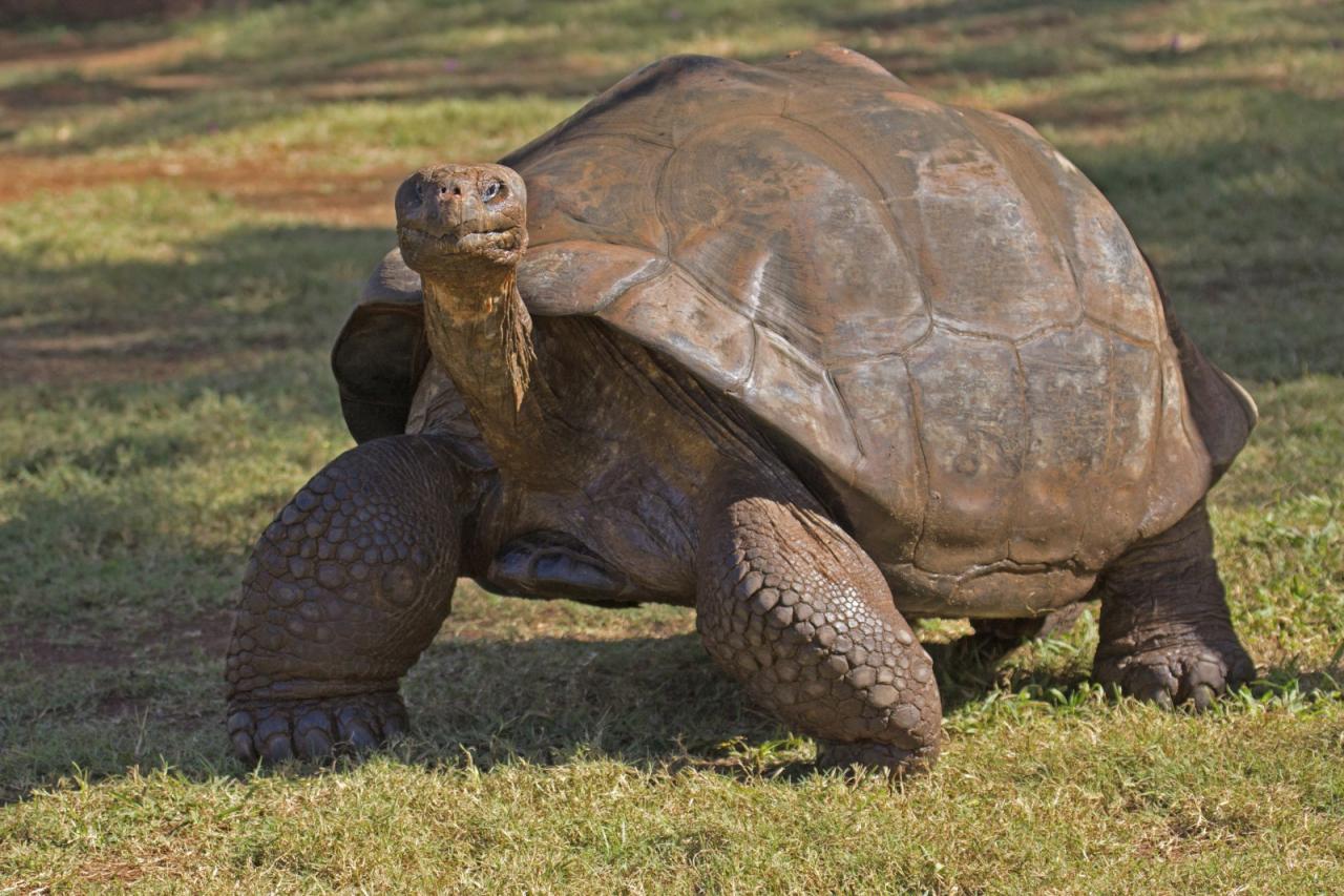 Ekvádor, Galapágy, Peru, Bolívie (Komfort)