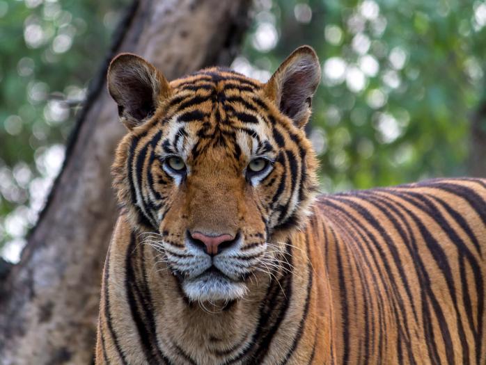 Severní krásy Indie s NP Ranthambore
