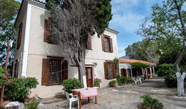 Lelas-Olive-Grove-Eftalou-1.jpg