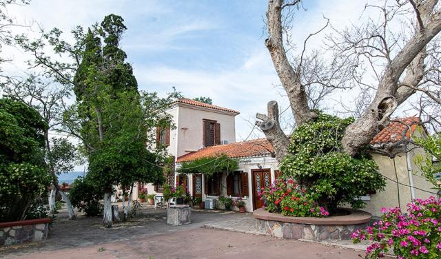 Lelas-Olive-Grove-Eftalou-32.jpg