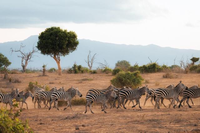2 dny Safari Tsavo East + pobyt u moře v Neptune Beach