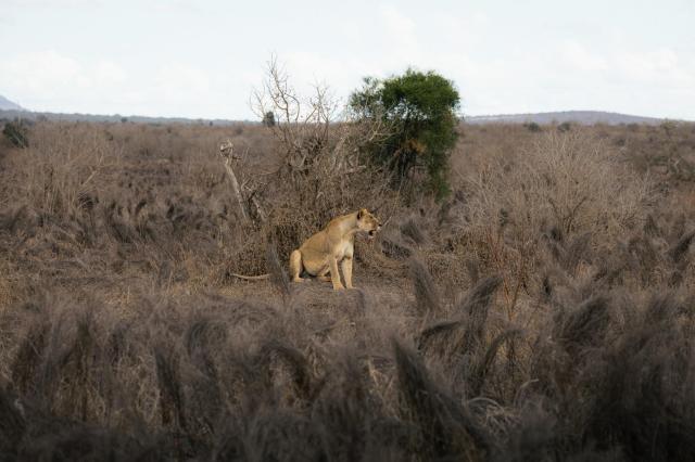 2 dny Safari Tsavo East + pobyt u moře v Neptune Village