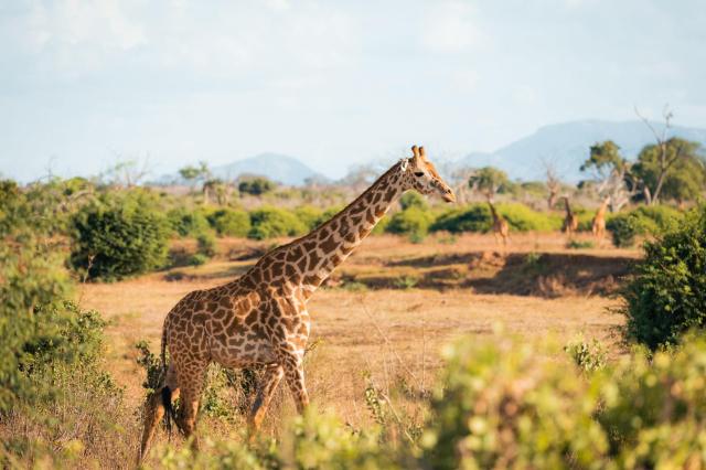 2 dny Safari Tsavo East + pobyt u moře v Neptune Village