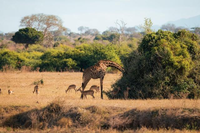 2 dny Safari Tsavo East + pobyt u moře v Neptune Village