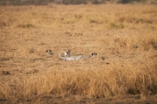 2 dny Safari Tsavo East + pobyt u moře v Neptune Village
