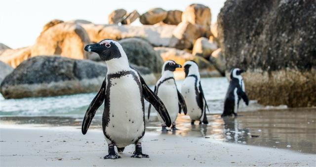 Boulders Beach