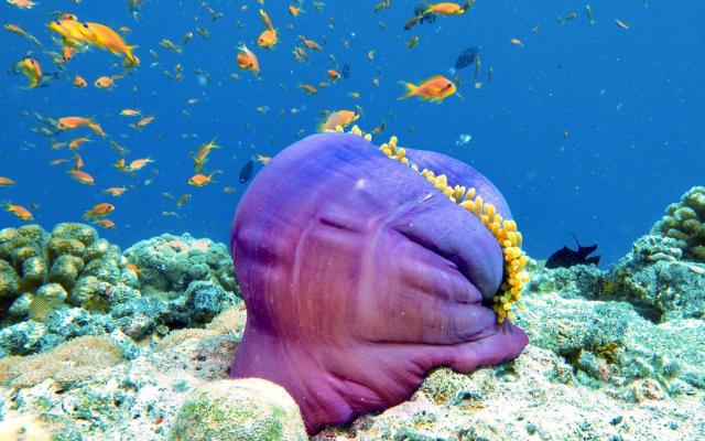 Hotel Diamonds Thudufushi