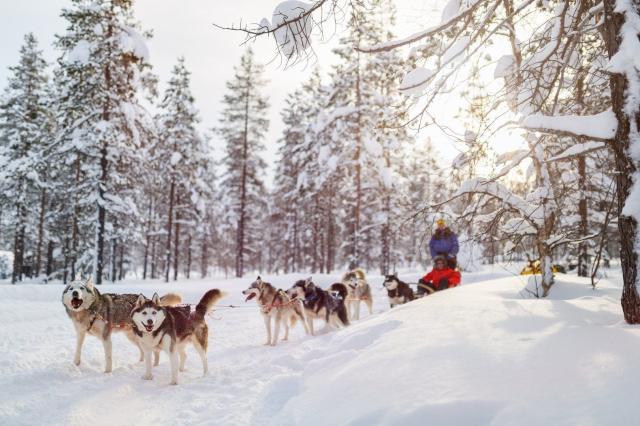 Husky farma