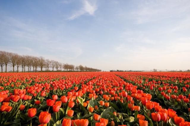 Tulipánová plavba Nizozemskem