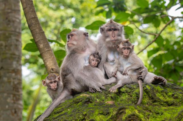 Monkey Forest Ubud