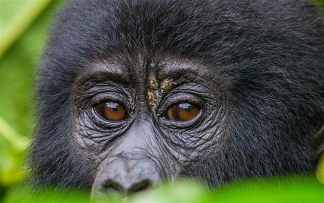 Safari v Ugandě - Cesta za gorilami s českým průvodcem