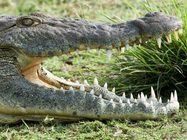 Safari v Ugandě - Cesta za gorilami s českým průvodcem