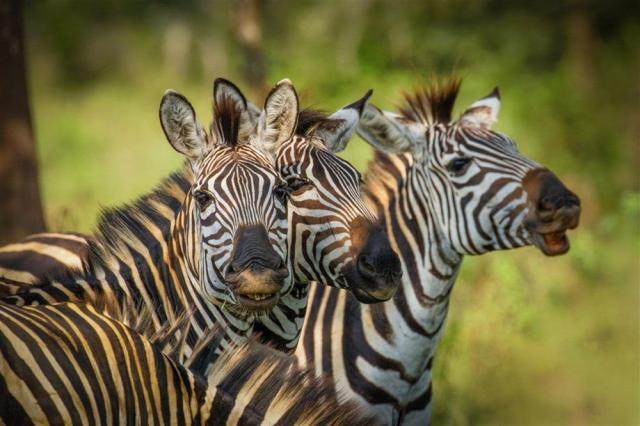 Safari v Ugandě - Cesta za gorilami s českým průvodcem