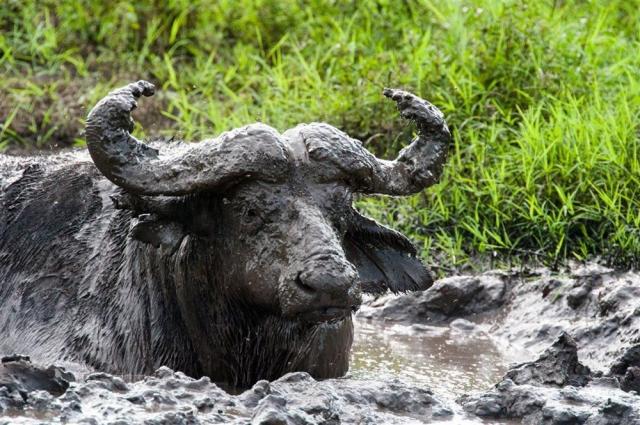 Safari v Ugandě - Cesta za gorilami s českým průvodcem