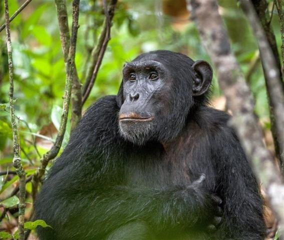 Safari v Ugandě - Cesta za gorilami s českým průvodcem