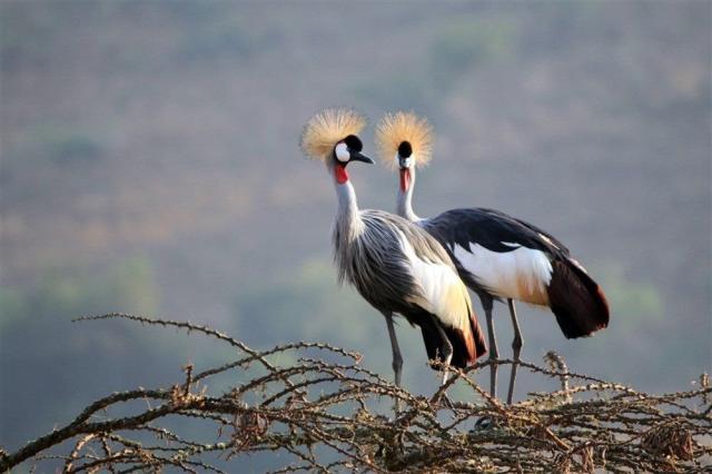 Safari v Ugandě - Cesta za gorilami s českým průvodcem