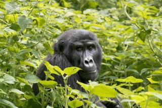 Safari v Ugandě - Cesta za gorilami s českým průvodcem