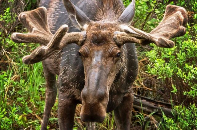 Algonquin Provincial Park