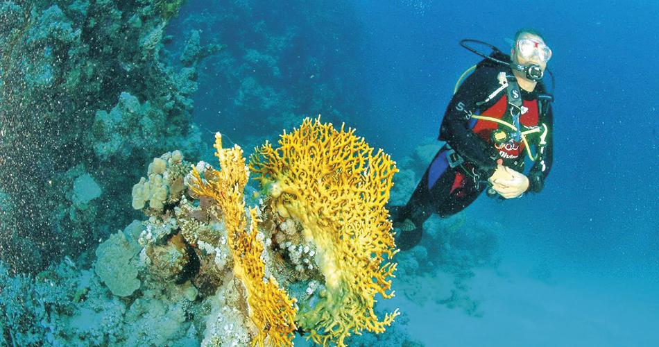 Gorgonia-Beach-Resort-DIVING