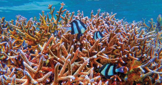 Le-Peninsula-Bay-Beach-Resort-UNDERSEA-LIFE