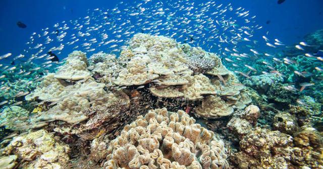 Hurawalhi-Island-Resort-SEA-2