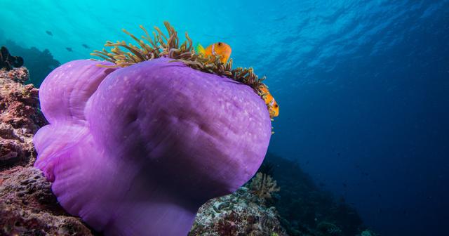 You-and-Me-By-Cocco-DIVING