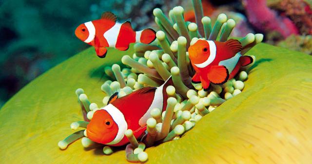 MARSA-ALAM-Plavba-po-Nilu-15-dni-DIVING