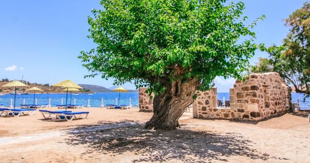 Club-Muskebi-2024-BEACH-02