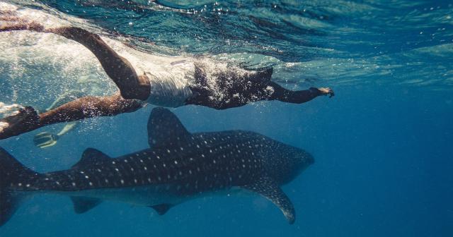 Sun-Siyam-Vilu-Reef-2025-SNORKELING-03