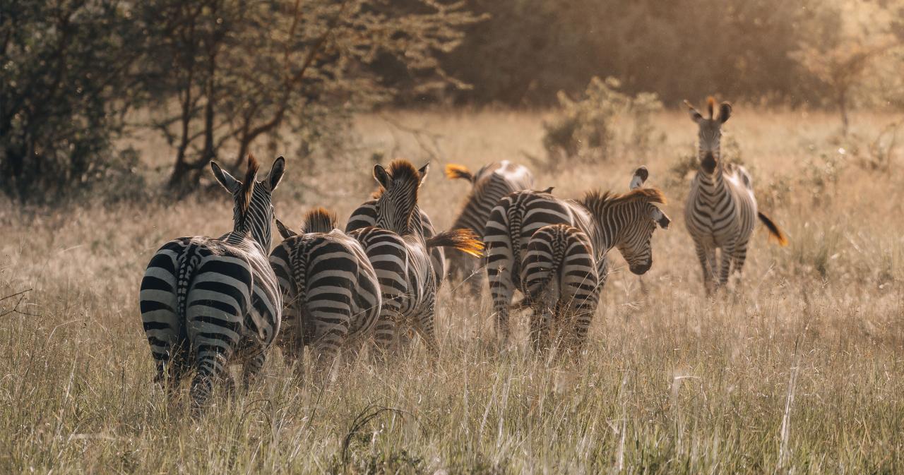 Saadani-safari-07