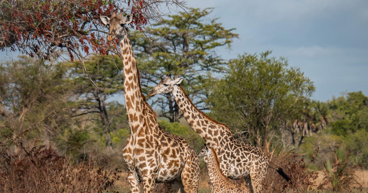 Saadani-safari-08