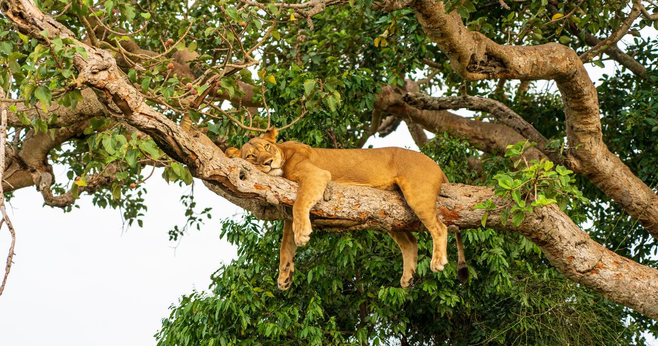 Safari-05