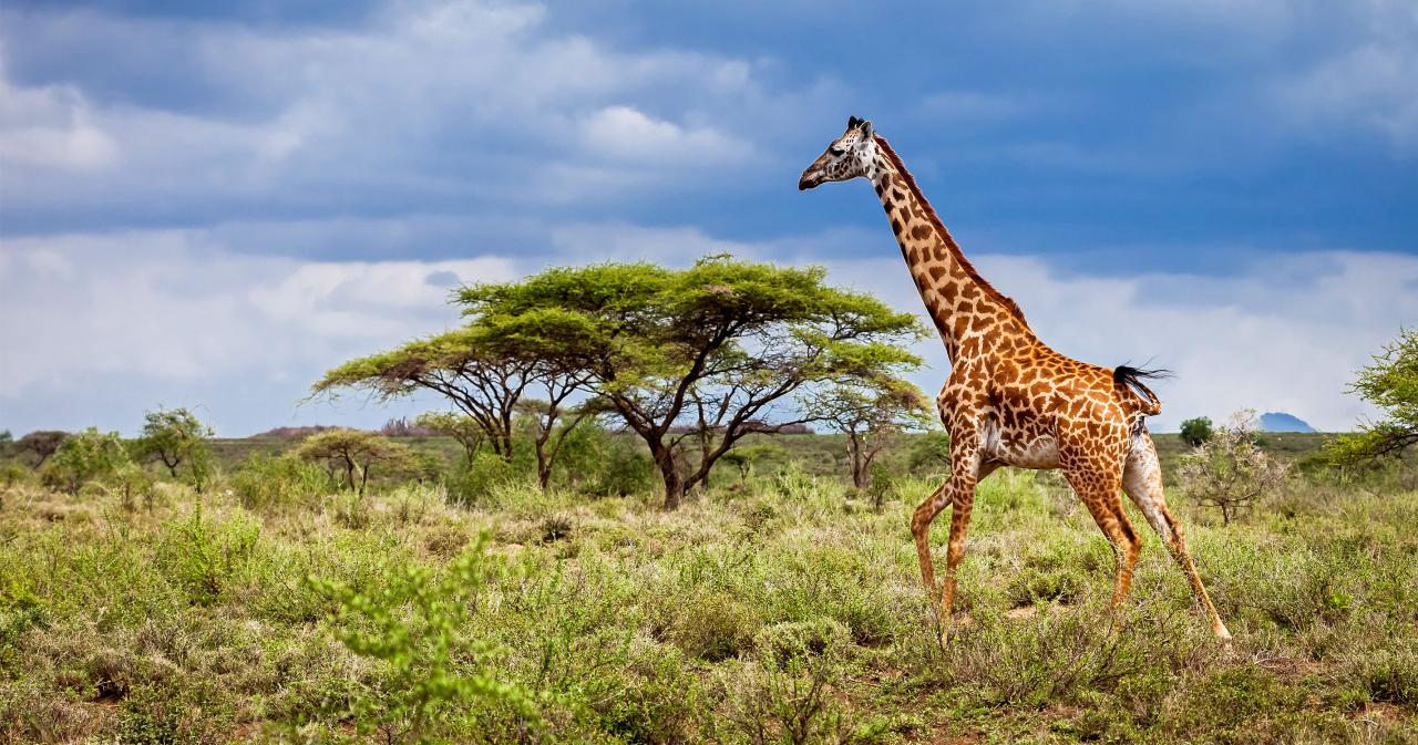Saadani-safari-02