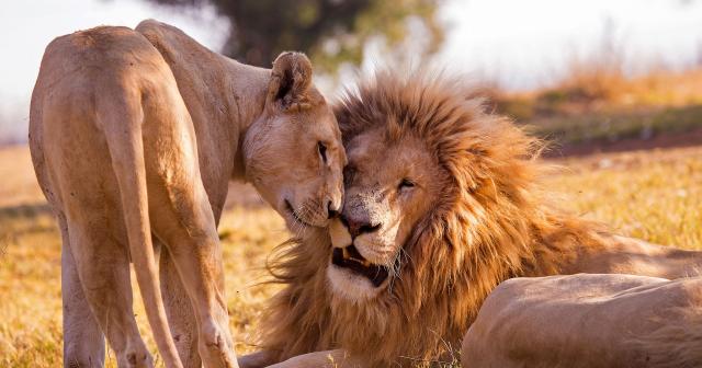 Saadani-safari-05