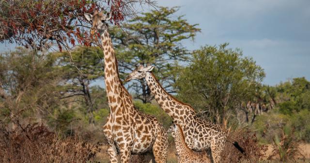 Saadani-safari-08