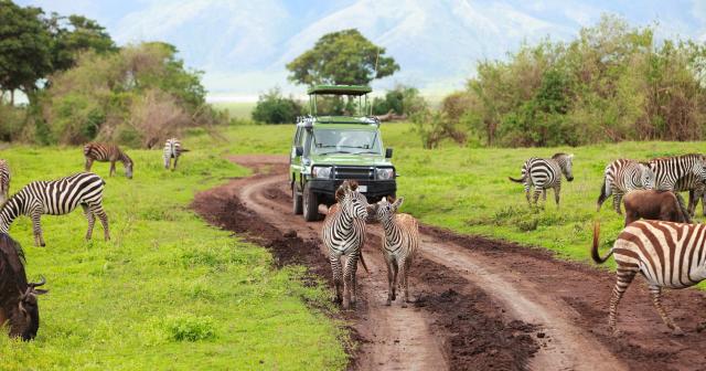 Safari-11