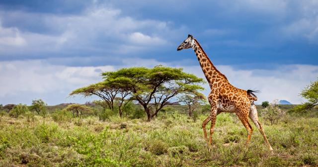 Safari-10