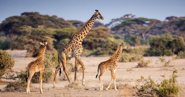 Safari-12