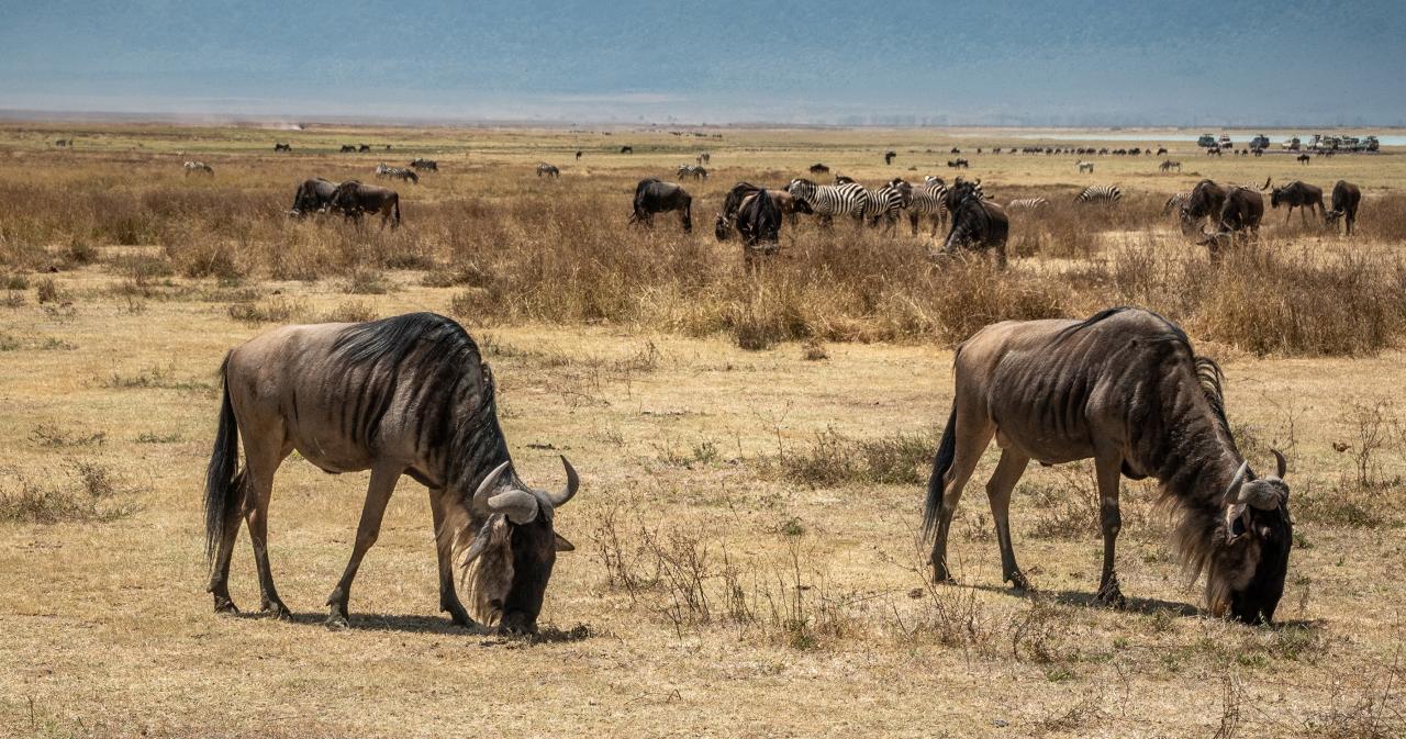 Safari-Ngorongoro-02
