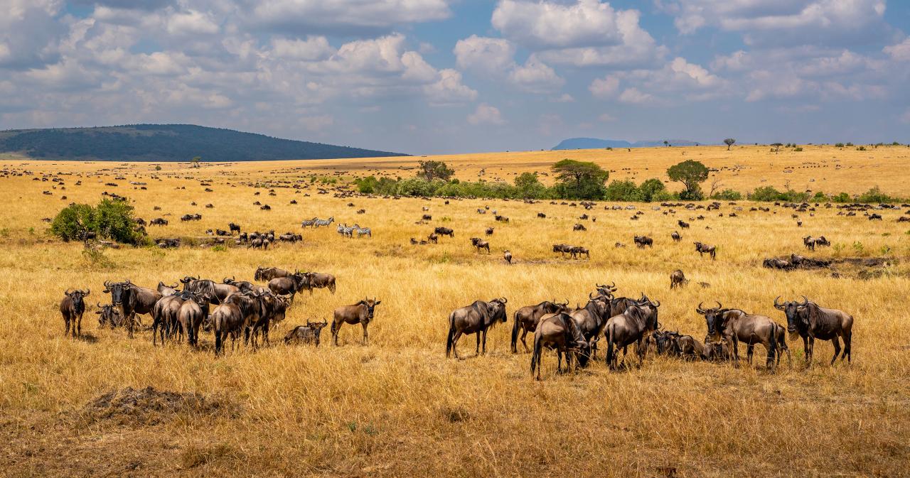 Safari-Ngorongoro-06