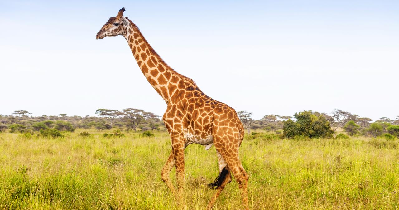 3-Dny-Na-Safari-Serengeti-S-Relaxem-Na-Zanzibaru-04