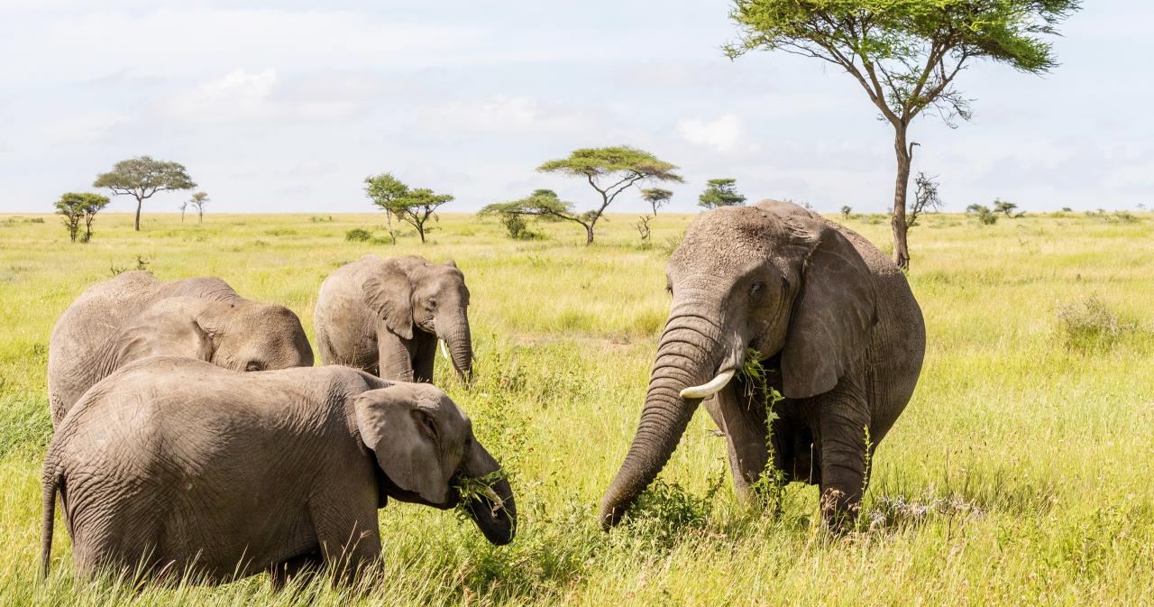 3-Dny-Na-Safari-Serengeti-S-Relaxem-Na-Zanzibaru-05