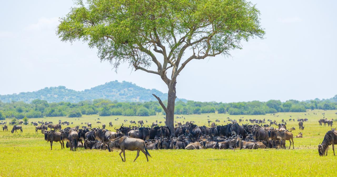 3-Dny-Na-Safari-Serengeti-S-Relaxem-Na-Zanzibaru-08