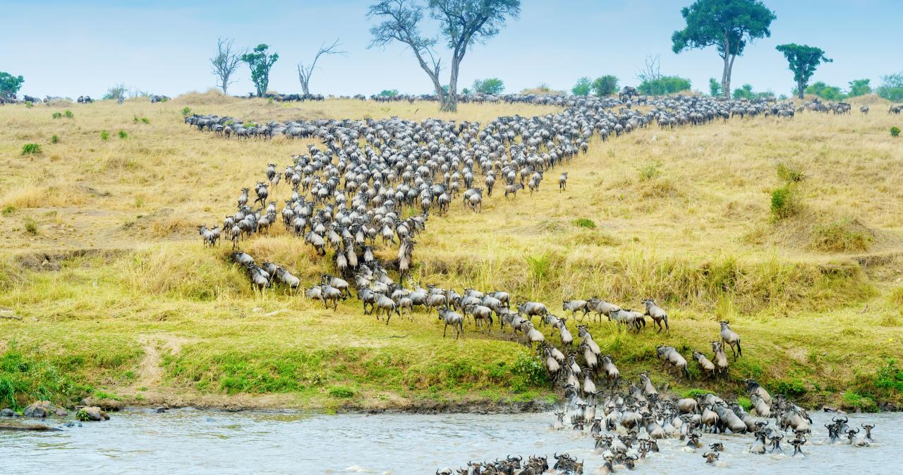 3-Dny-Na-Safari-Serengeti-S-Relaxem-Na-Zanzibaru-09