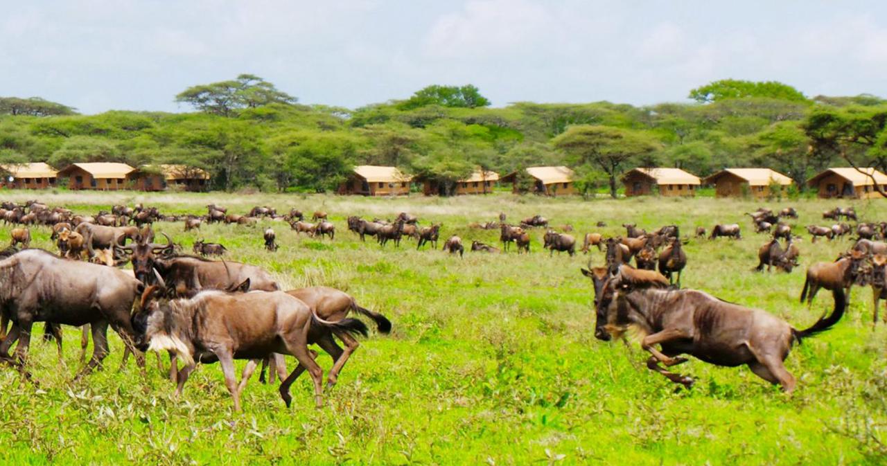 3-Dny-Na-Safari-Serengeti-S-Relaxem-Na-Zanzibaru-10