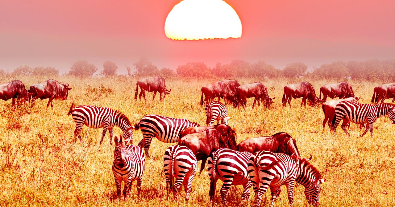 3-Dny-Na-Safari-Serengeti-S-Relaxem-Na-Zanzibaru-01
