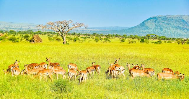 3-Dny-Na-Safari-Serengeti-S-Relaxem-Na-Zanzibaru-MAIN