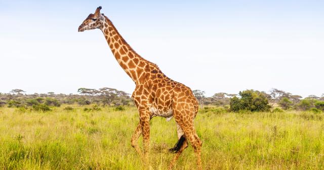 3-Dny-Na-Safari-Serengeti-S-Relaxem-Na-Zanzibaru-04