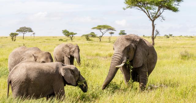 3-Dny-Na-Safari-Serengeti-S-Relaxem-Na-Zanzibaru-05