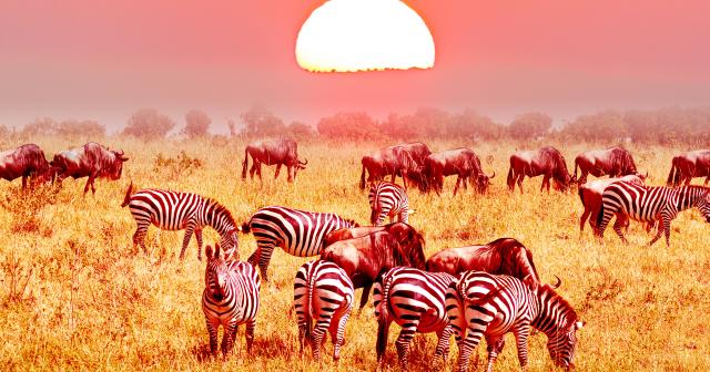 3-Dny-Na-Safari-Serengeti-S-Relaxem-Na-Zanzibaru-01